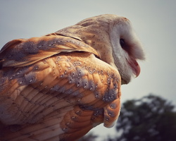 40. Barn Owl