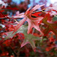 88. Autumn Colours